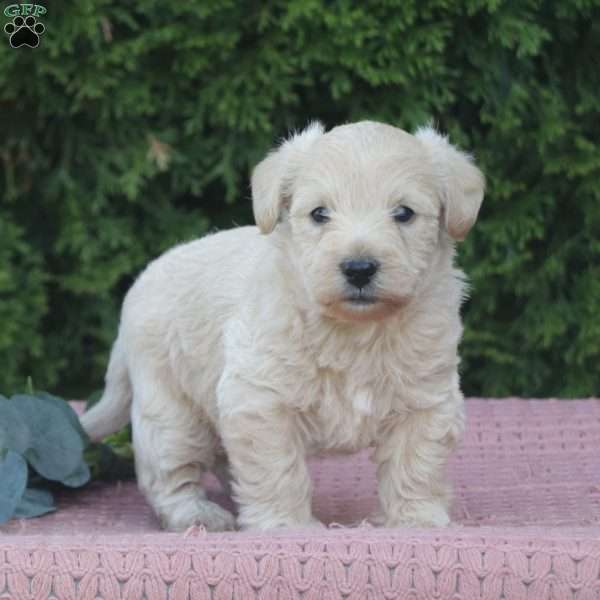 Reeses, West Highland Terrier Puppy